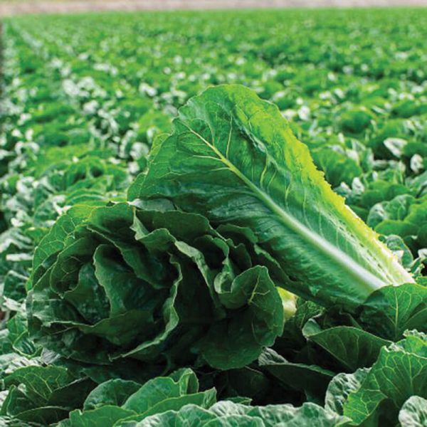 Lettuce Bluerock Seed Cheap - Image 3
