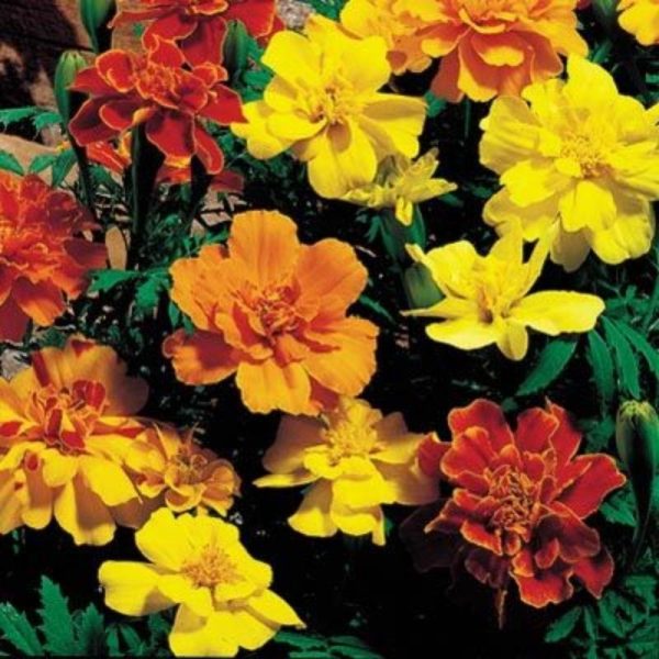 Marigold Safari Mix Seed For Discount