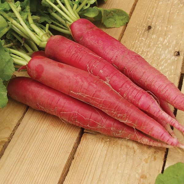 Radish Ostergrub Rosa Seed Online Sale