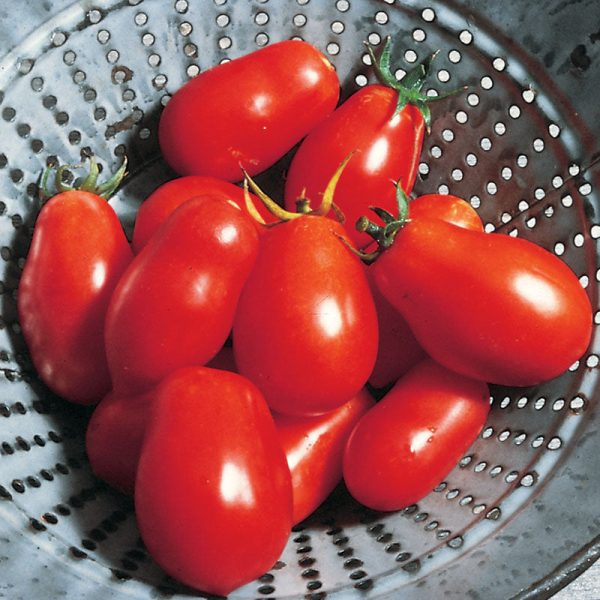Tomato Roma VF Seed Online now - Image 2