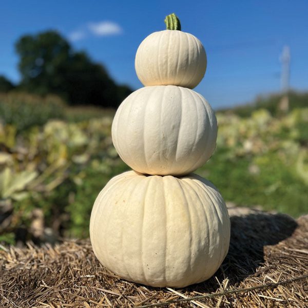 Pumpkin Abominable F1 Seed For Sale - Image 3