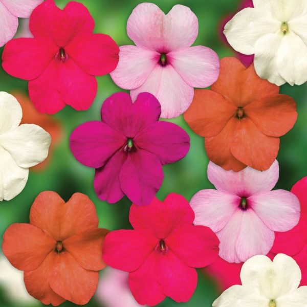 Impatiens Imara XDR Pastel Mix F1 Seed Fashion