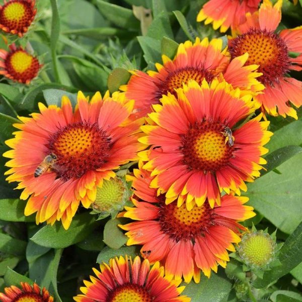 Gaillardia Arizona Sun Seed Hot on Sale