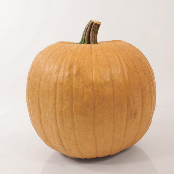 Pumpkin Spicy Mocha F1 Seed For Sale - Image 3