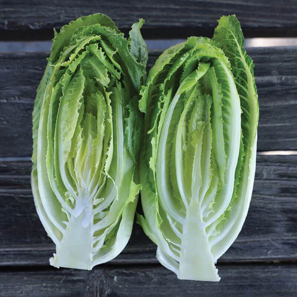Lettuce Bluerock Seed Cheap - Image 4