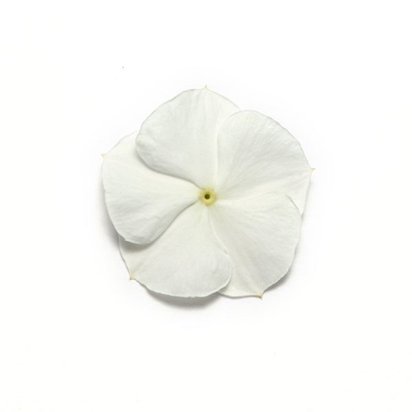 Vinca Pacifica XP Mix Seed For Discount - Image 4