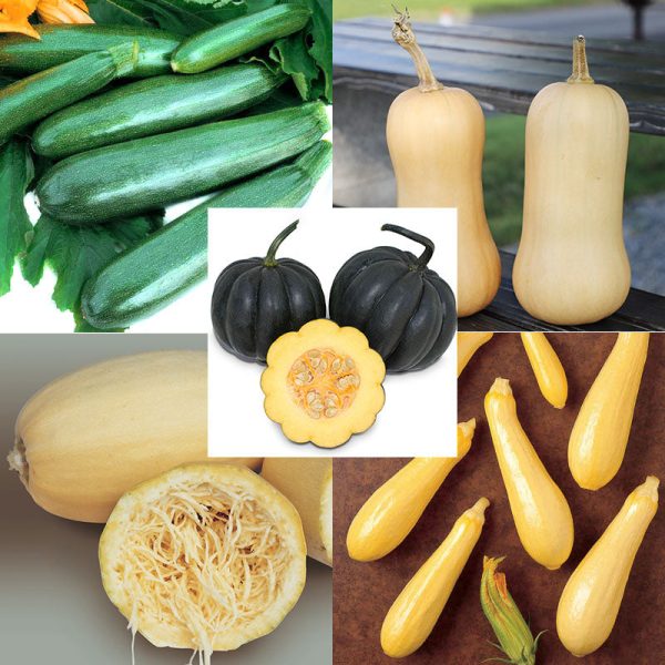 Squash Seed Collection - All Season Seed Online now