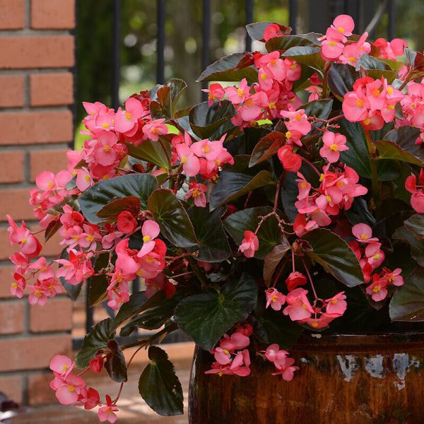 Begonia Megawatt Bronze Leaf Rose F1 Seed Online Hot Sale - Image 3