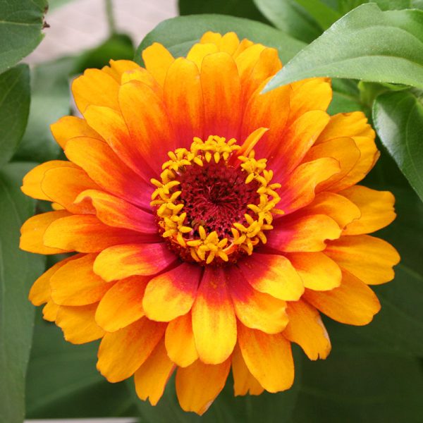 Zinnia Zowie Yellow Flame F1 Seed Hot on Sale - Image 4