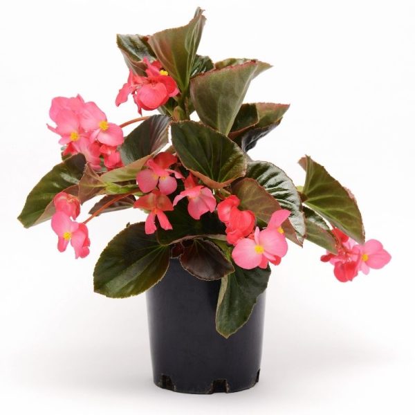 Begonia Megawatt Bronze Leaf Rose F1 Seed Online Hot Sale - Image 5