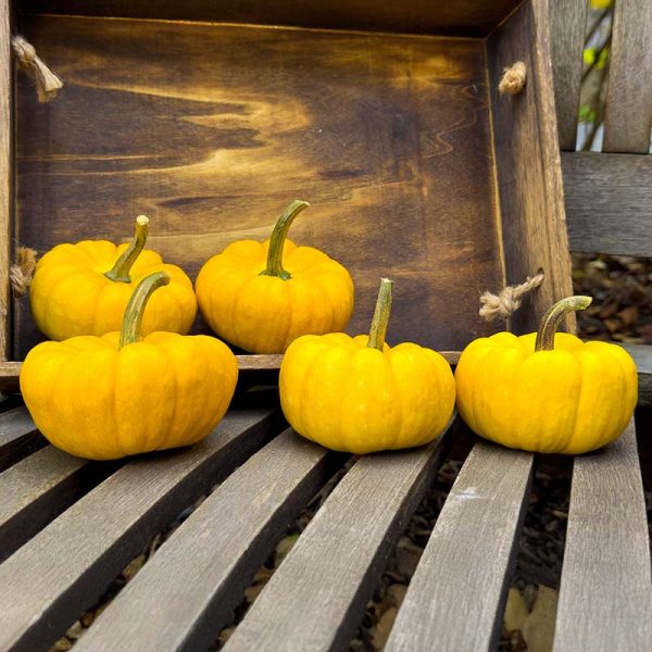 Pumpkin Yellow Jacket F1 Seed For Discount - Image 4