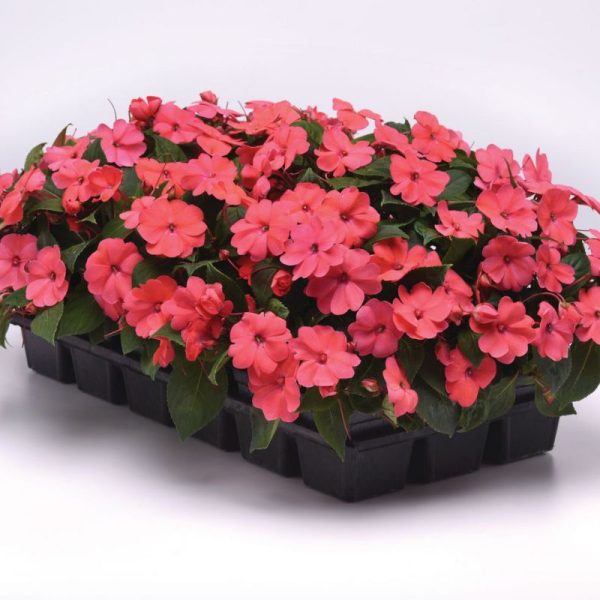 Impatiens Solarscape Xl Salmon Glow F1 Seed Discount - Image 5