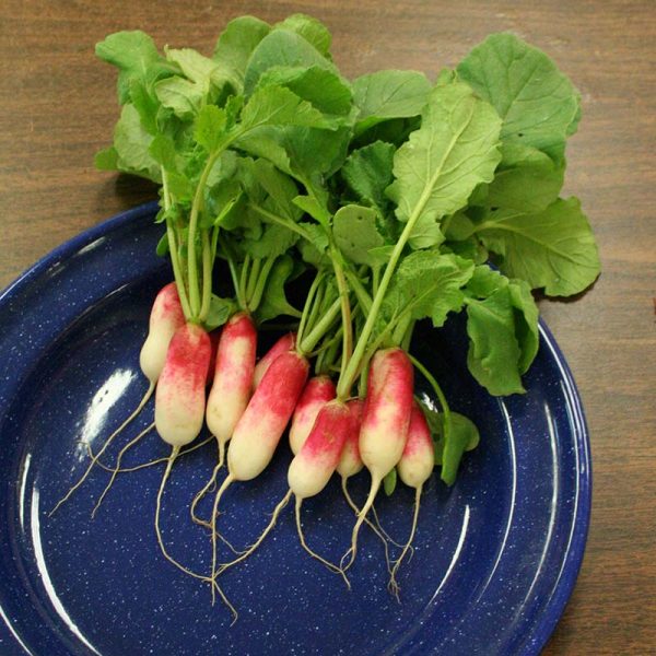 Radish French Breakfast Seed For Cheap - Image 2