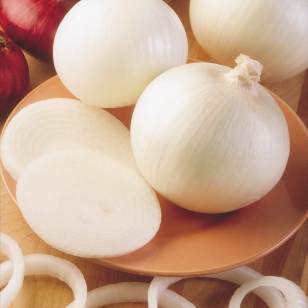 Onion Super Star F1 Live Plants Cheap - Image 2