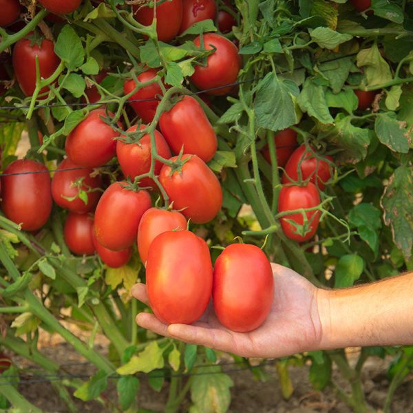 Tomato Atrevido F1 Seed For Cheap