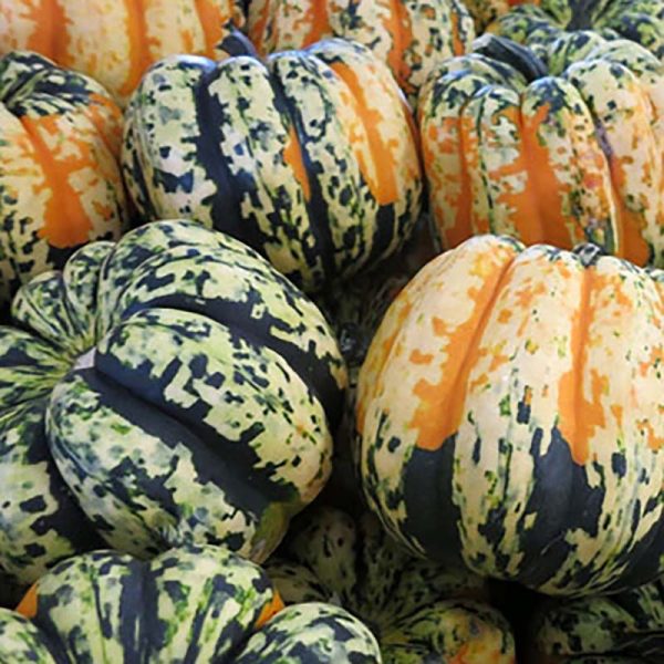Squash Carnival F1 Seed Discount - Image 3