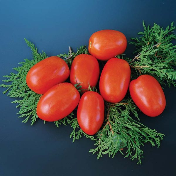 Tomato Patria F1 Seed Online Sale - Image 2