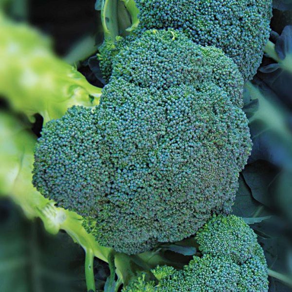 Broccoli Asteroid F1 Seed Sale