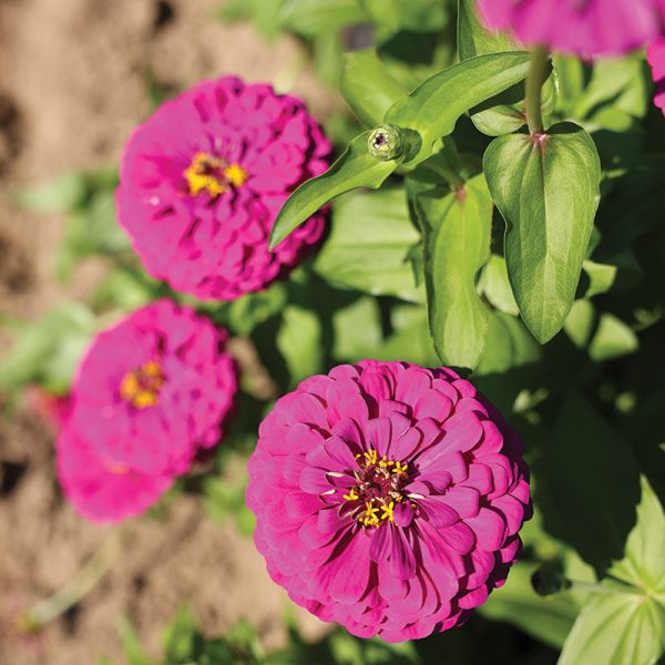 Zinnia Purple Prince Seed Online Sale - Image 4