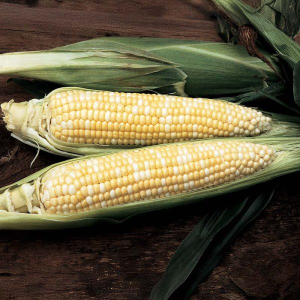 Sweet Corn Precious Gem F1 Seed Cheap