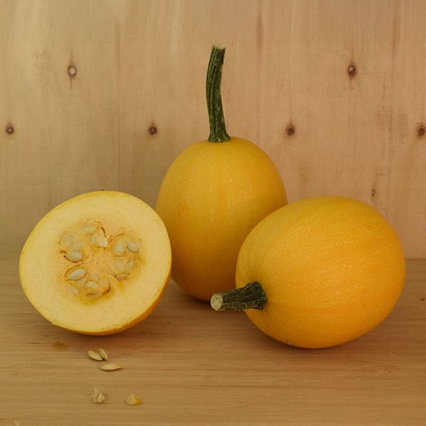 Squash Small Wonder F1 Seed Online - Image 2