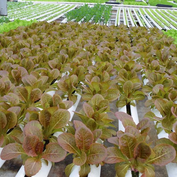 Lettuce Pomegranate Crunch MTO Organic Seed Fashion - Image 3