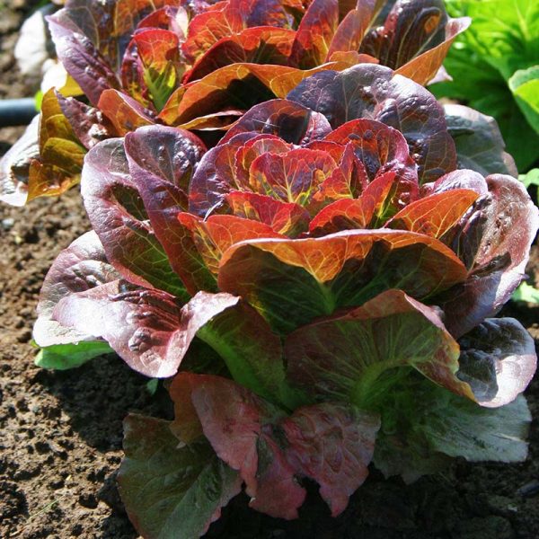 Lettuce Pomegranate Crunch MTO Organic Seed Fashion