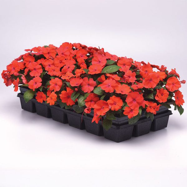 Impatiens Solarscape Orange Burst F1 Seed For Cheap - Image 3