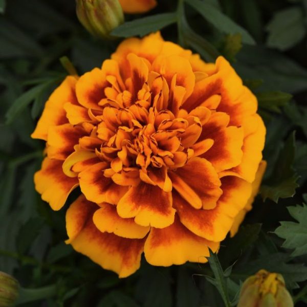 Marigold Bonanza Flame Seed For Sale