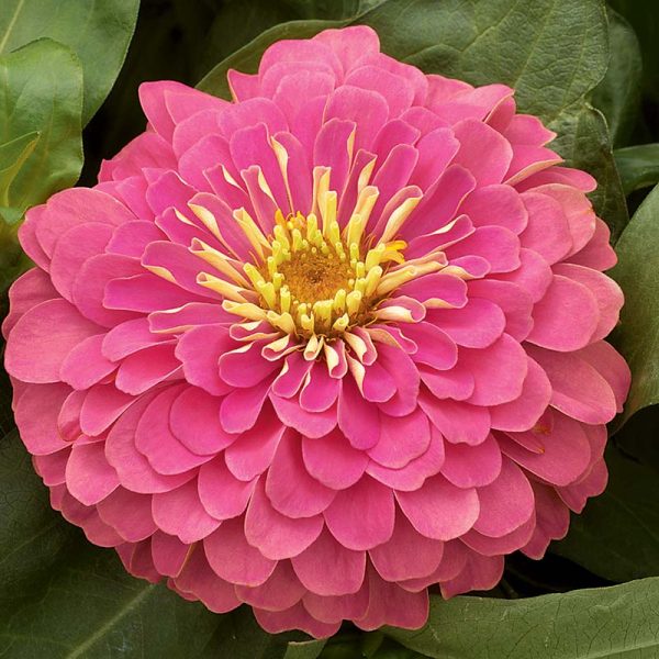 Zinnia Magellan Pink F1 Seed on Sale