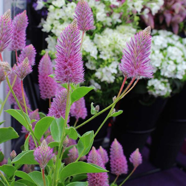 Ptilotus Matilda F1 Seed Online now - Image 5