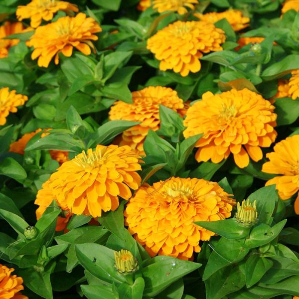 Zinnia Magellan Yellow F1 Seed For Sale - Image 2