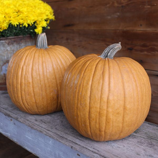 Pumpkin Spicy Mocha F1 Seed For Sale - Image 2