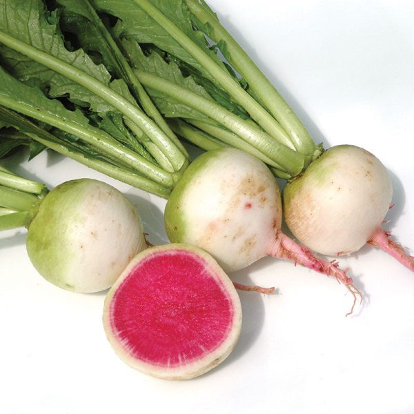 Radish Watermelon Seed Discount - Image 4