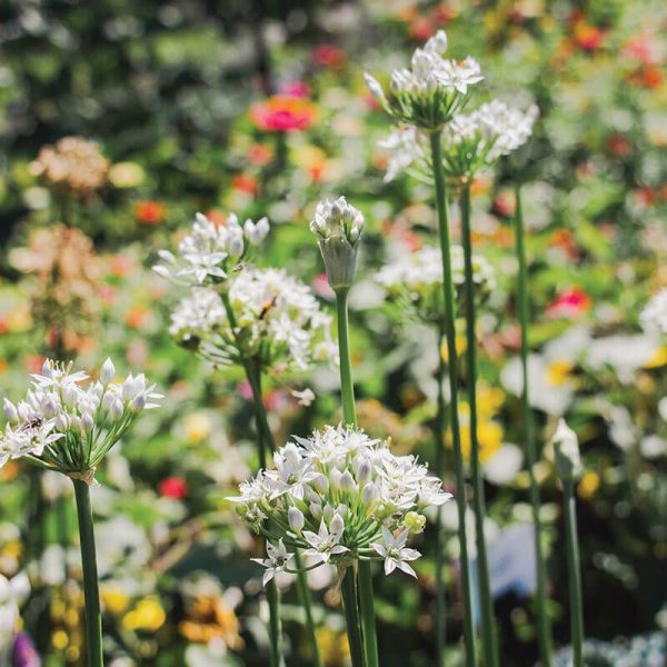 Allium Autumn Bee Attraction F1 Seed Online Sale - Image 3