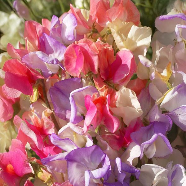 Sweet Pea Incense Mix Seed Online Hot Sale