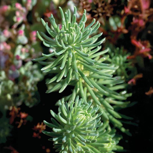 Sedum Oracle Seed Sale - Image 3