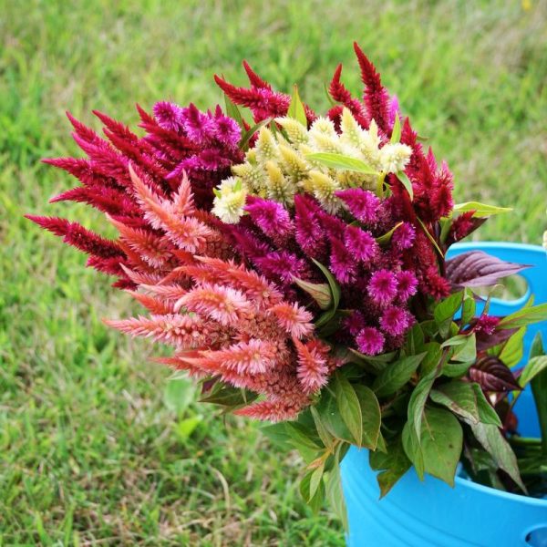 Celosia Celway Mix Seed Supply - Image 3