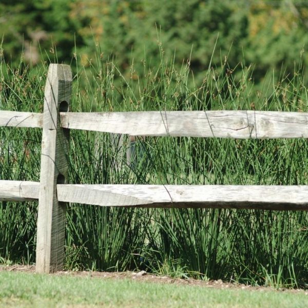 Juncus Javelin Seed Discount - Image 5