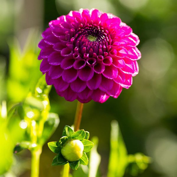 Dahlia Cryfield Harmony Tubers For Discount