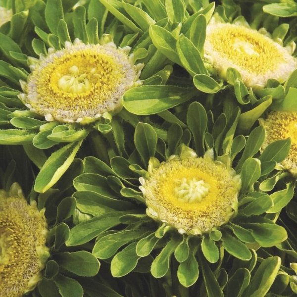Aster Hulk Seed Fashion - Image 3