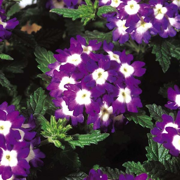 Verbena Obsession Spirit Mix Seed Supply - Image 3