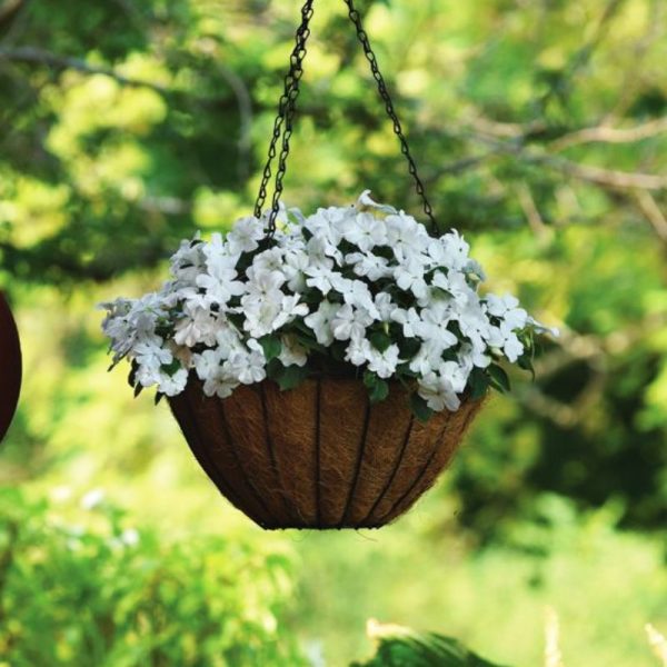 Impatiens Beacon White Seed Fashion - Image 2