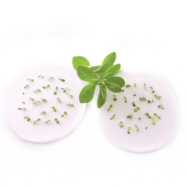 Stevia Candy Organic Seed For Cheap - Image 2