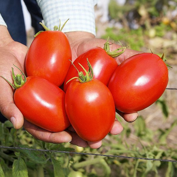Tomato Patria F1 Seed Online Sale