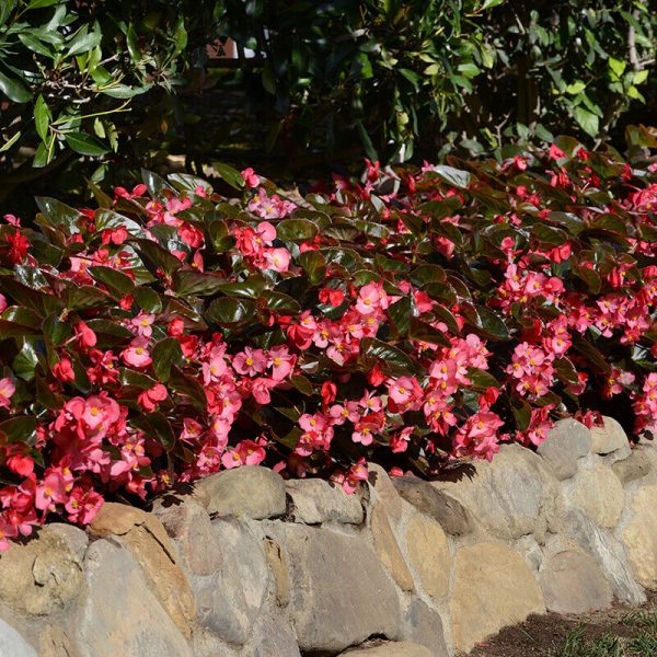 Begonia Megawatt Bronze Leaf Rose F1 Seed Online Hot Sale - Image 4