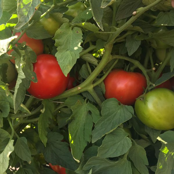 Tomato Galahad F1 Organic Seed Fashion - Image 4
