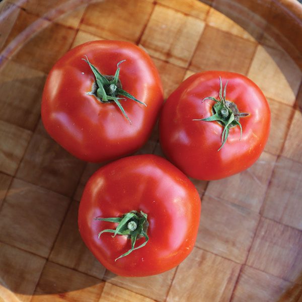 Tomato Galahad F1 Organic Seed Fashion - Image 2