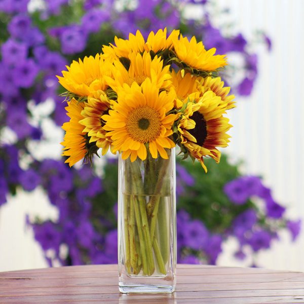 Sunflower Sunrich Gold F1 Seed Discount