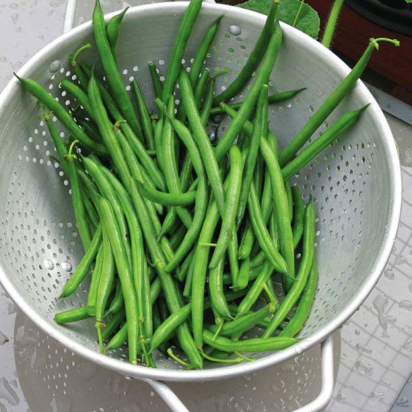 Bean Crockett Seed For Sale - Image 3